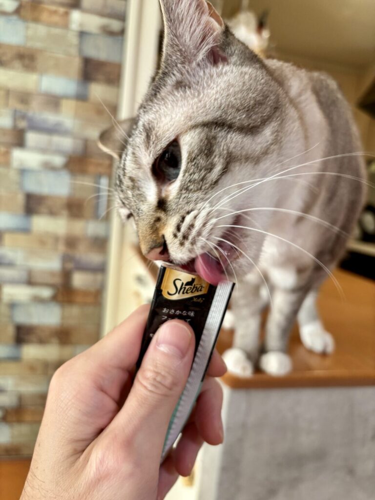 ノエル先生実食